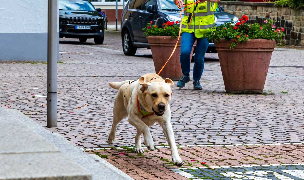 Labradorhündin Benthe im Lauf